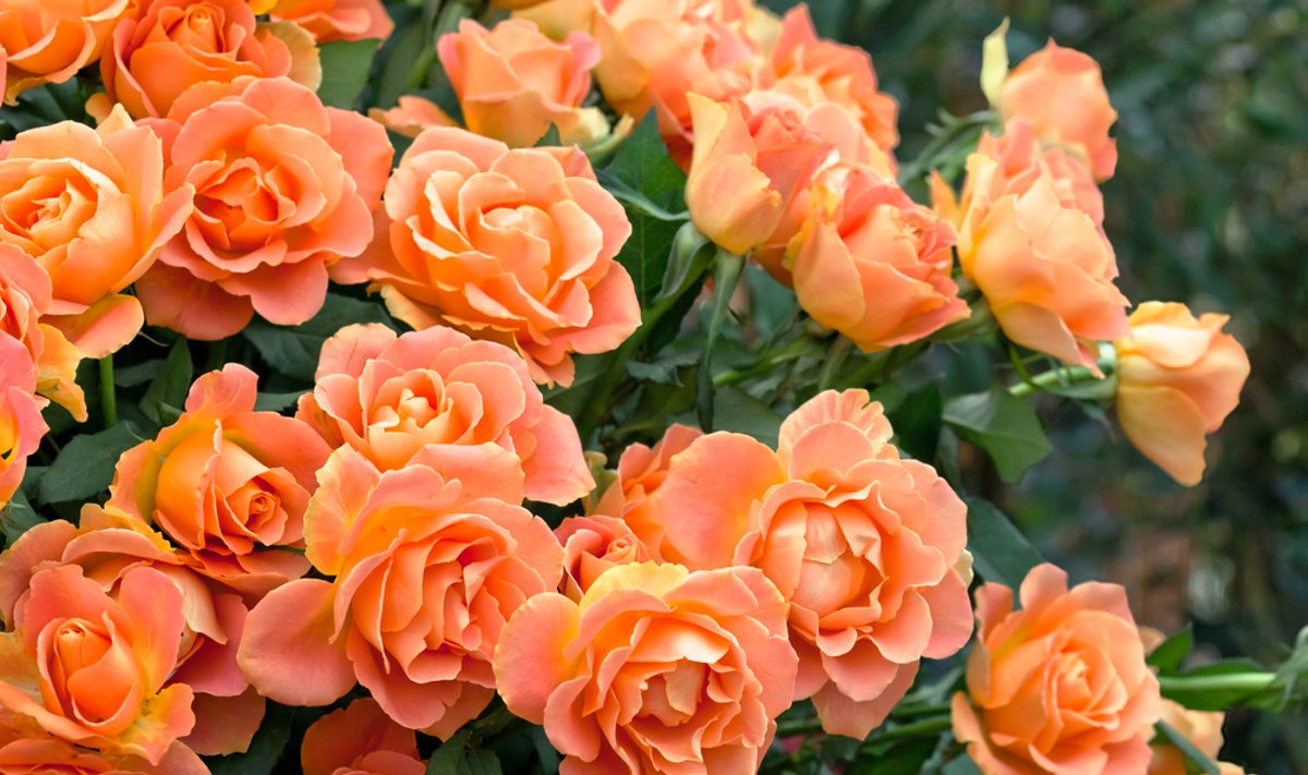 rožių sodinimas rugsėjo mėnesį